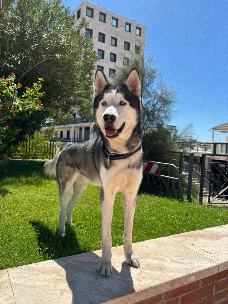 Hundetreffen-Spiel- und Sozialtreffen am Cäcilienbrunnen-Profilbild