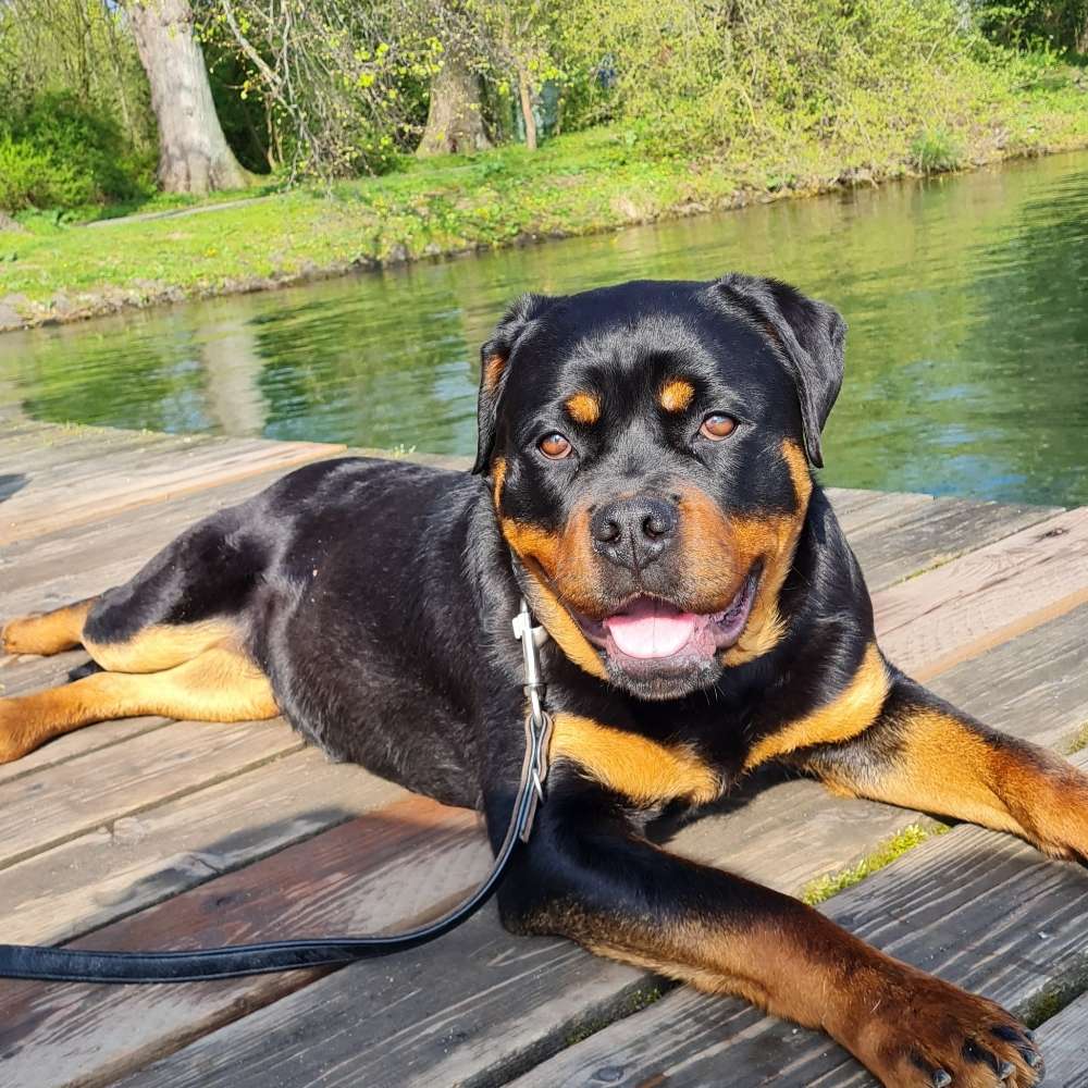 Hundetreffen-HUNDESPIEL-Profilbild