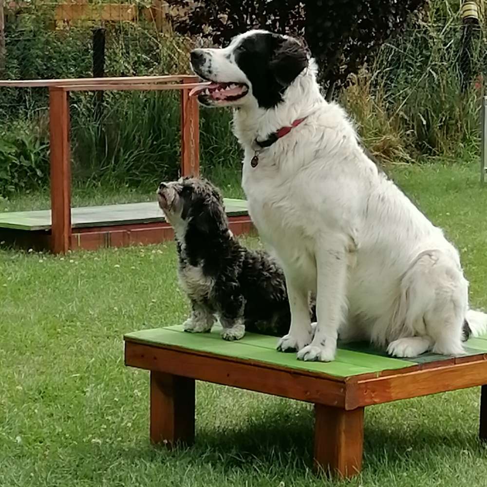 Hundetreffen-Hundesport ohne Leistungsdruck-Profilbild