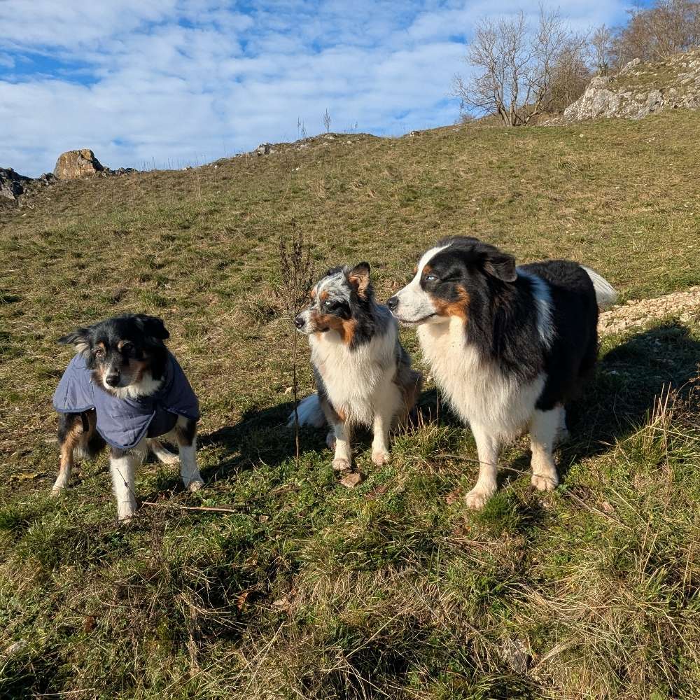 Hundetreffen-Gassi mit Aussies-Profilbild