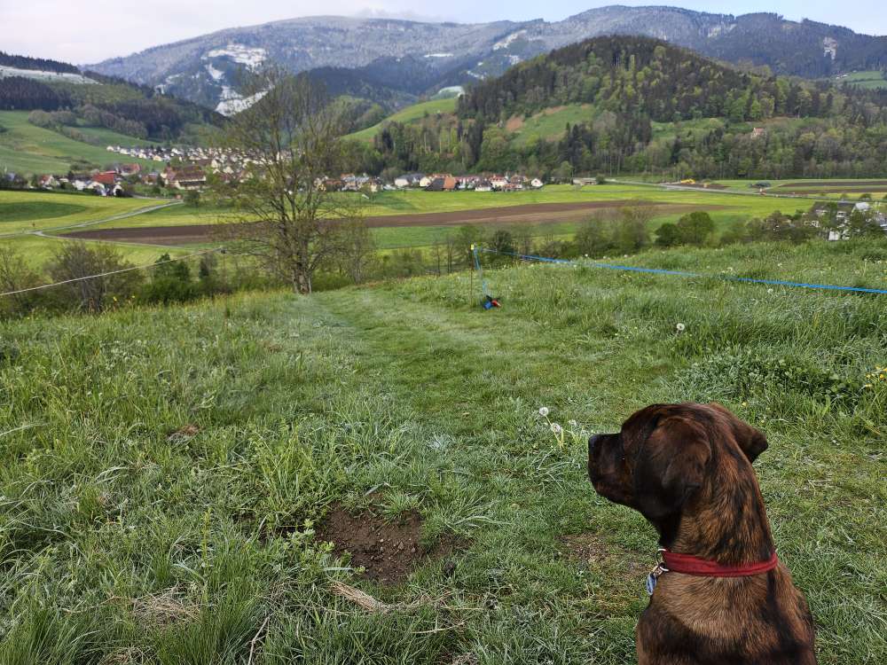 Hundetreffen-Welpentreff und Junghunde im Dreisamtal-Profilbild