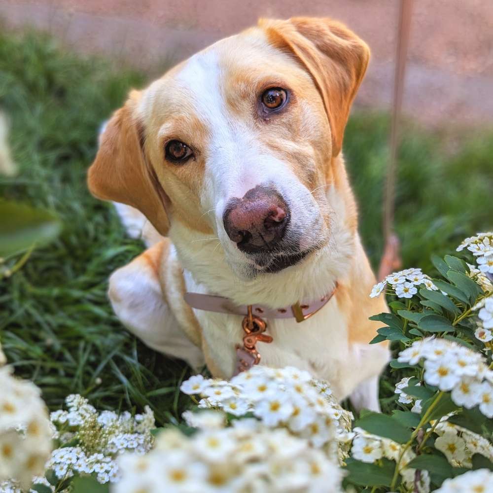Hundetreffen-Gemeinsame Spaziergänge 🐾-Profilbild