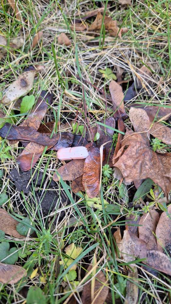 Giftköder-Tabletten/Medizin-Profilbild