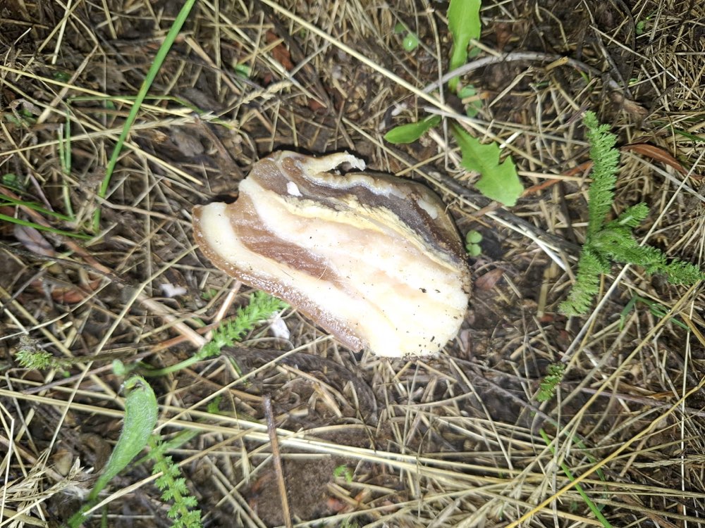 Giftköder-Eventuell Giftköder-Profilbild