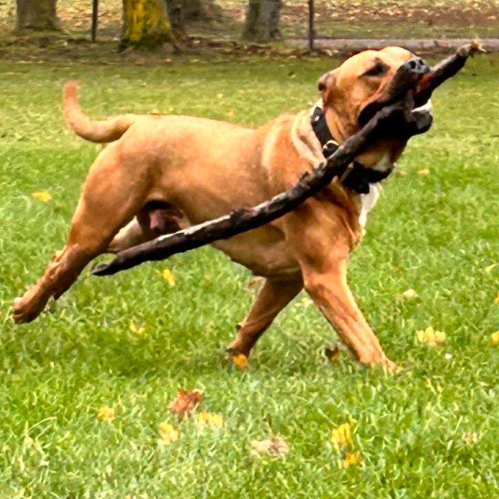 Hundetreffen-Freunde zum spielen gesucht-Profilbild