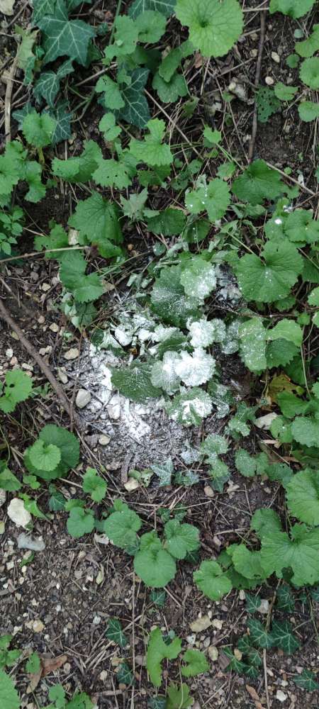 Giftköder-Weißes Pulver-Profilbild