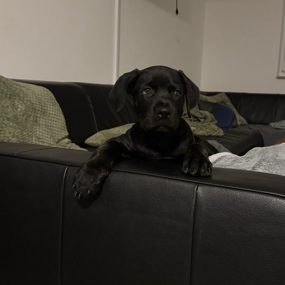 Hundetreffen-Welpentreffen Gladbeck-Profilbild