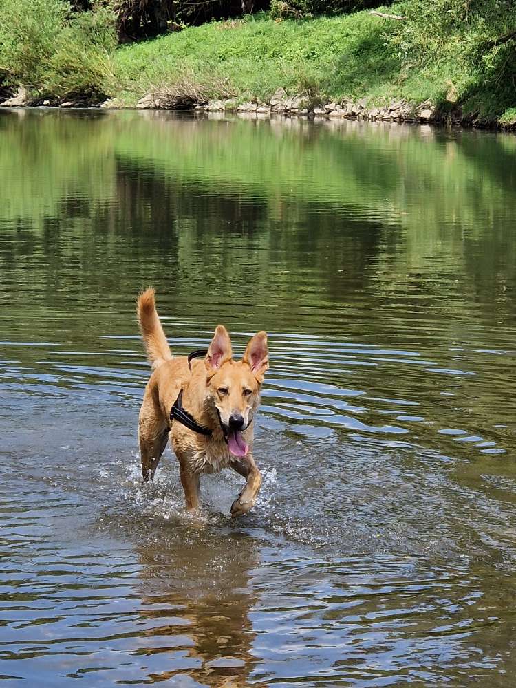 Hundetreffen-Gemeinsam gassi gehen,,,-Profilbild