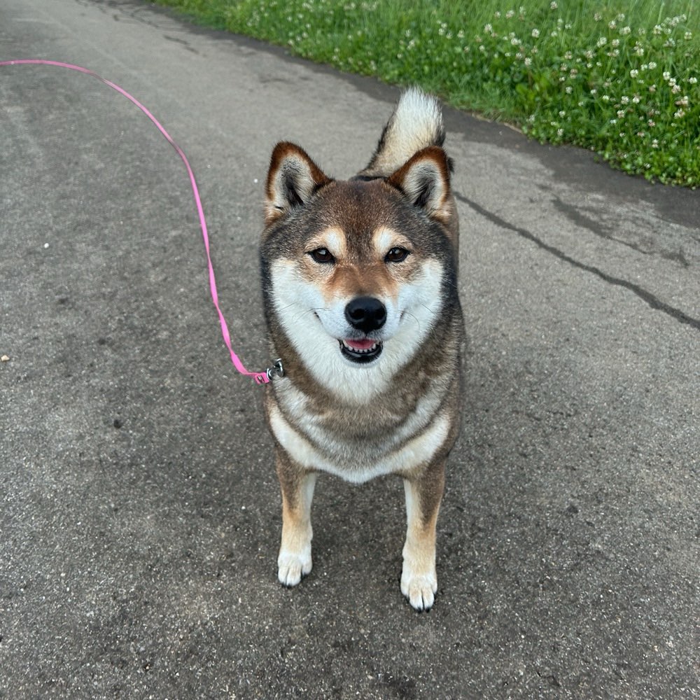 Hundetreffen-Gemeinsame Gassirunden-Profilbild