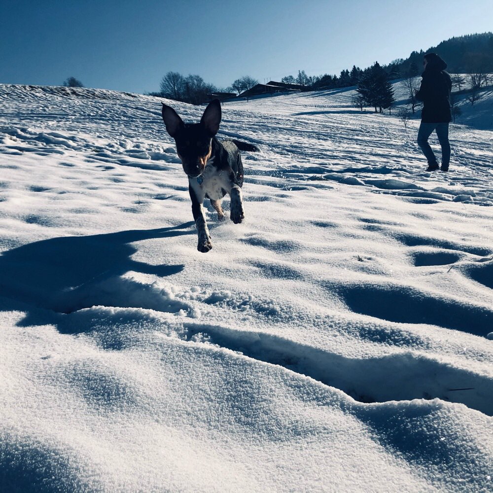 Hundetreffen-(Trainings-)Spaziergang-Profilbild