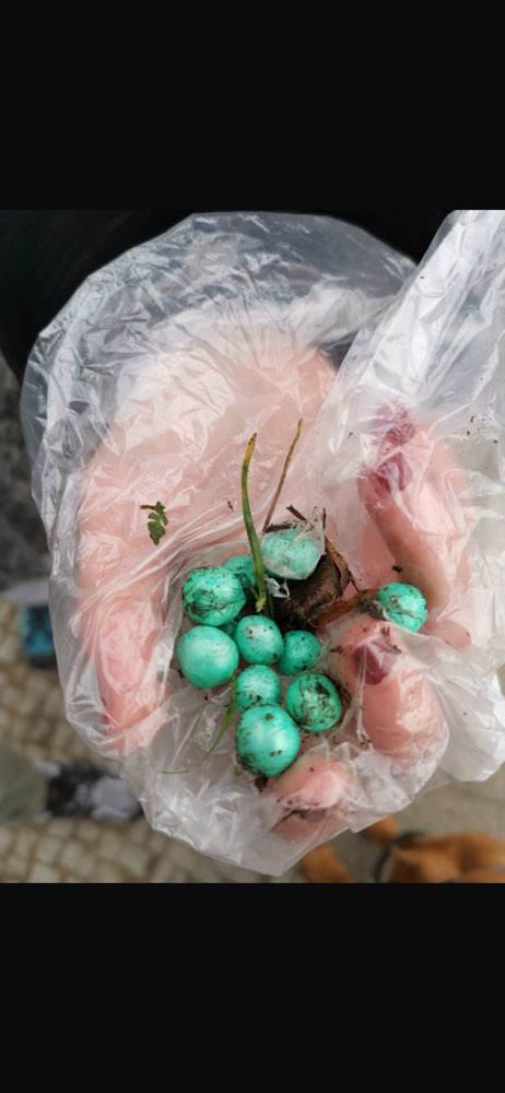 Giftköder-Giftkugeln Fennsee Wiese-Profilbild