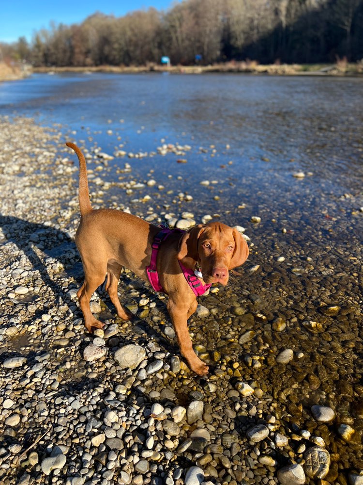 Hundetreffen-Junghund 7 Monate Spielfreund gesucht-Profilbild