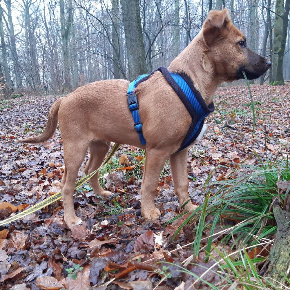 Hundetreffen-Spazieren und spielen-Profilbild