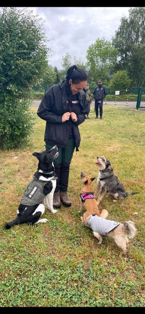 Hundetreffen-Hundefreunde suchen Hundefreunde-Profilbild