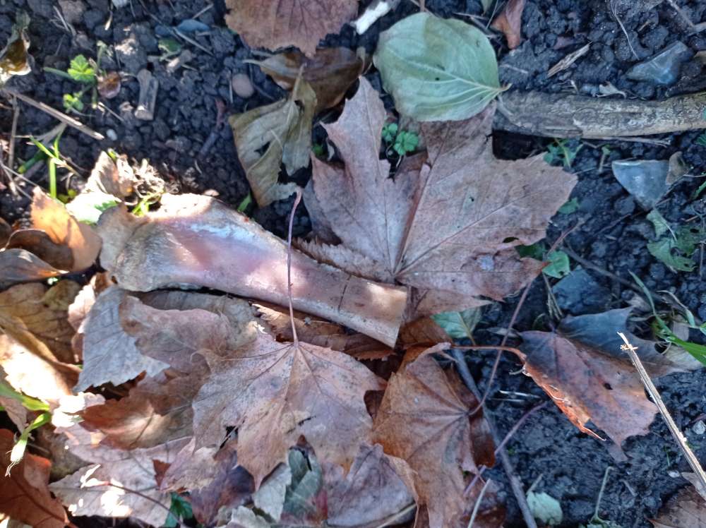 Giftköder-Verdächtiger Hundeknochen-Profilbild