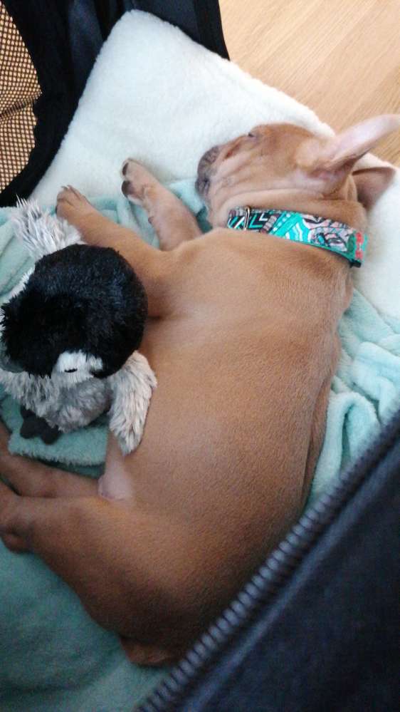 Hundetreffen-Welpentreff am Humboldthain Park (eingezäunter Bereich)-Profilbild