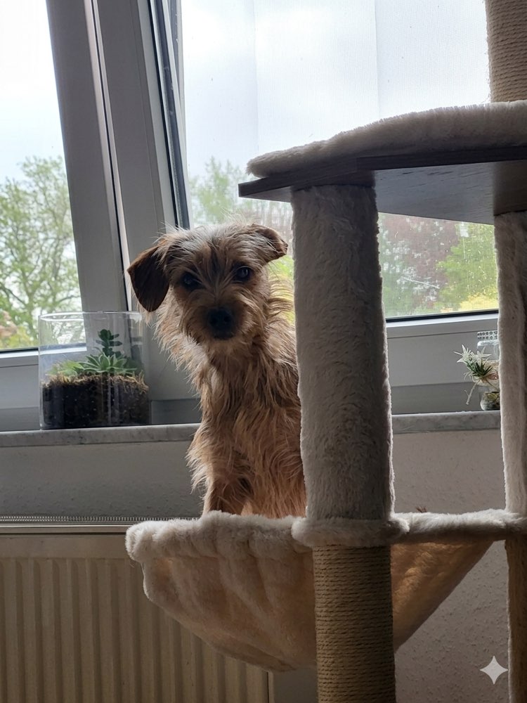 Hundetreffen-Neue Kontakte-Profilbild
