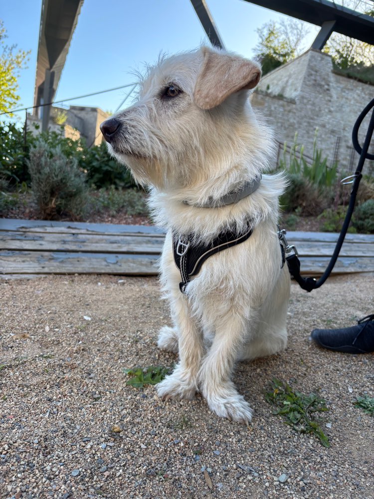 Hundetreffen-Hundefreunde Gesucht für schöne Spaziergänge-Profilbild