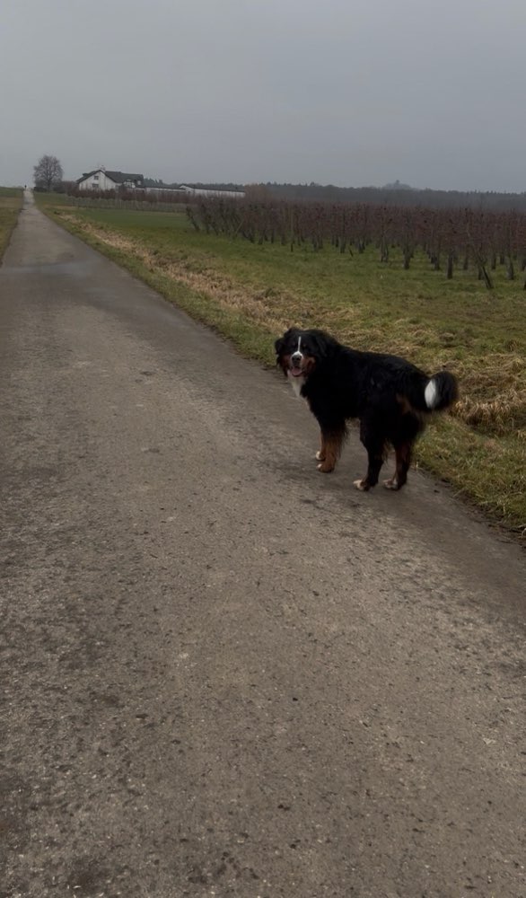 Hundetreffen-Gassi/Spielrunden mit Balou-Profilbild
