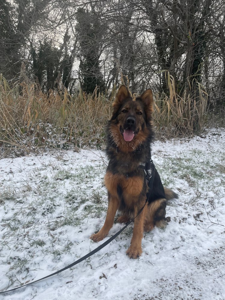 Hundetreffen-Junghunde Treff-Profilbild