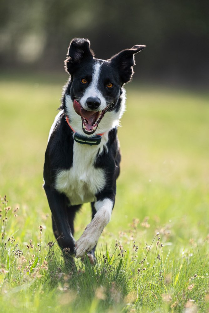Hundetreffen-souveräne hunde gesucht-Profilbild