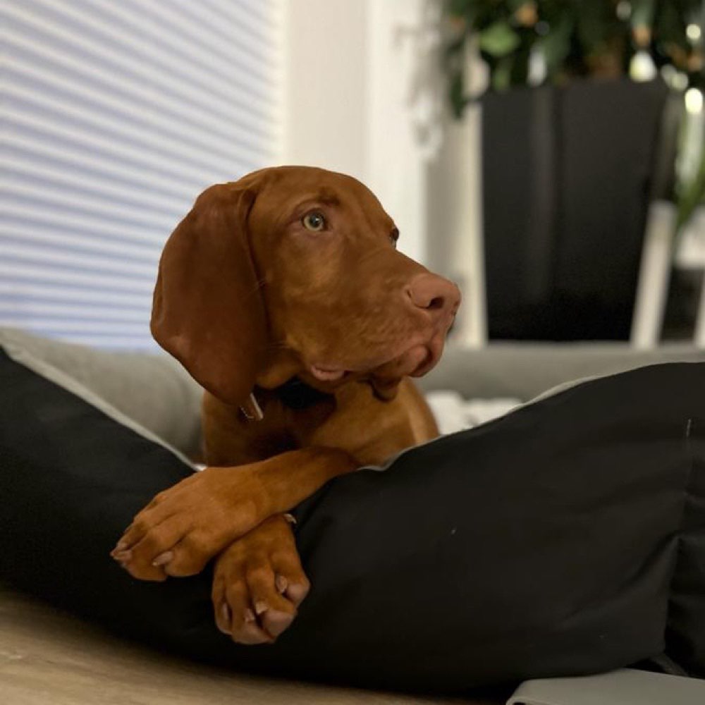 Hundetreffen-Spiel & Gassirunde-Profilbild