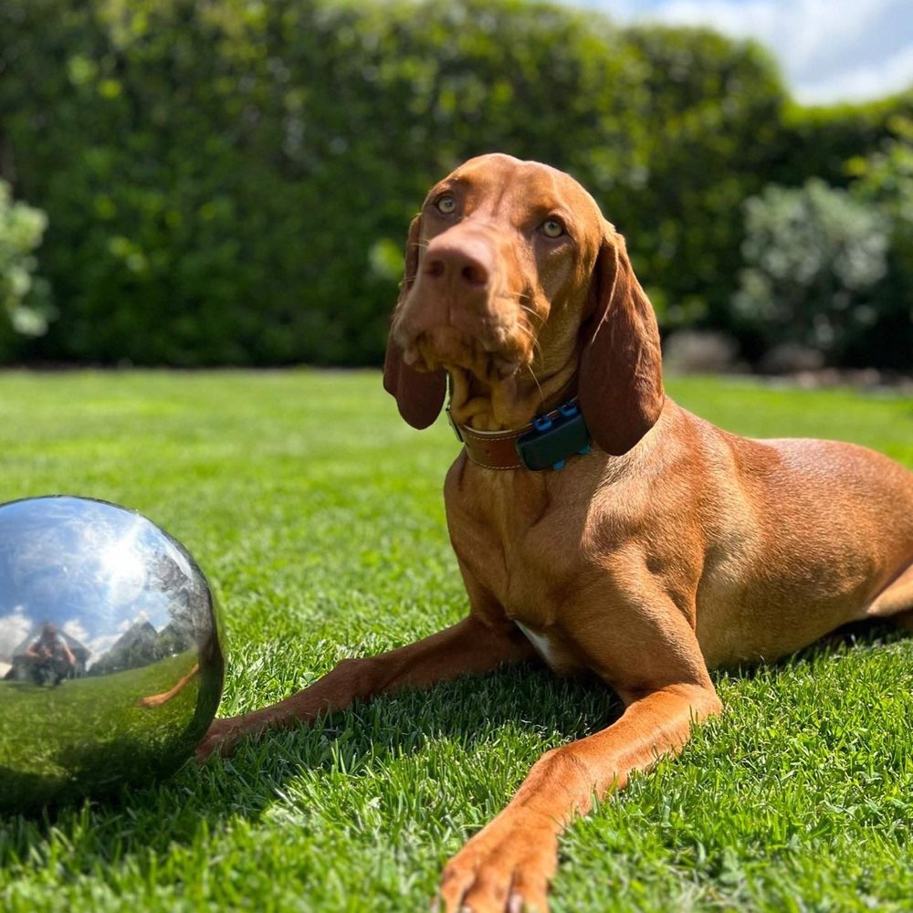 Hundetreffen-Urlaubsbetreuung / gegenseitiges Hundesitten-Profilbild