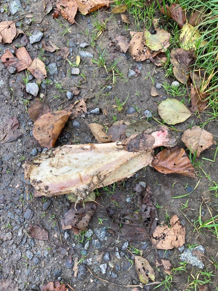 Giftköder-Gefahr/Giftköder-Profilbild