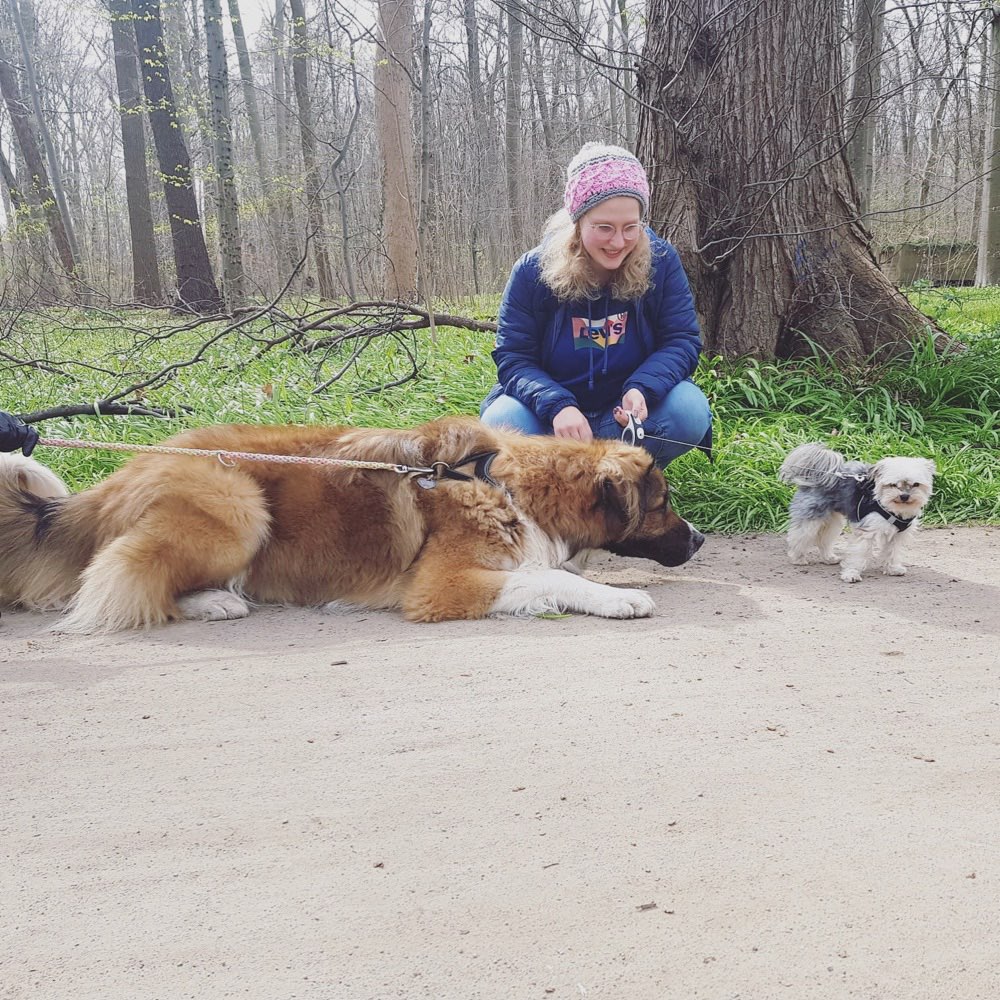 Hundetreffen-Mini Biewer Yorkie sucht Gassifreunde-Profilbild