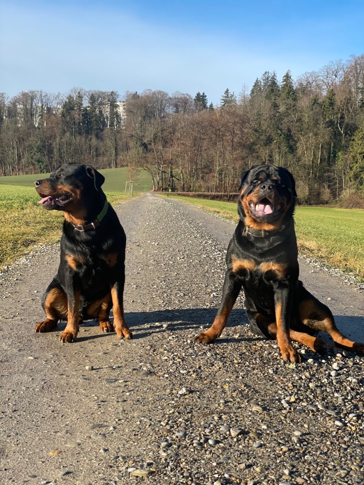 Hundetreffen-Spiel und Spass 🥰-Profilbild