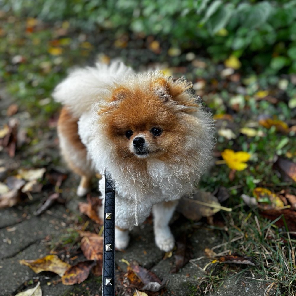 Hundetreffen-Hunde Treffen-Profilbild