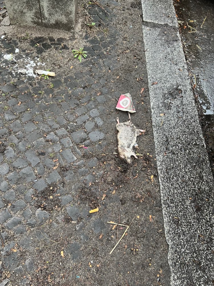 Giftköder-Tote Ratte in Treptower Straße-Profilbild