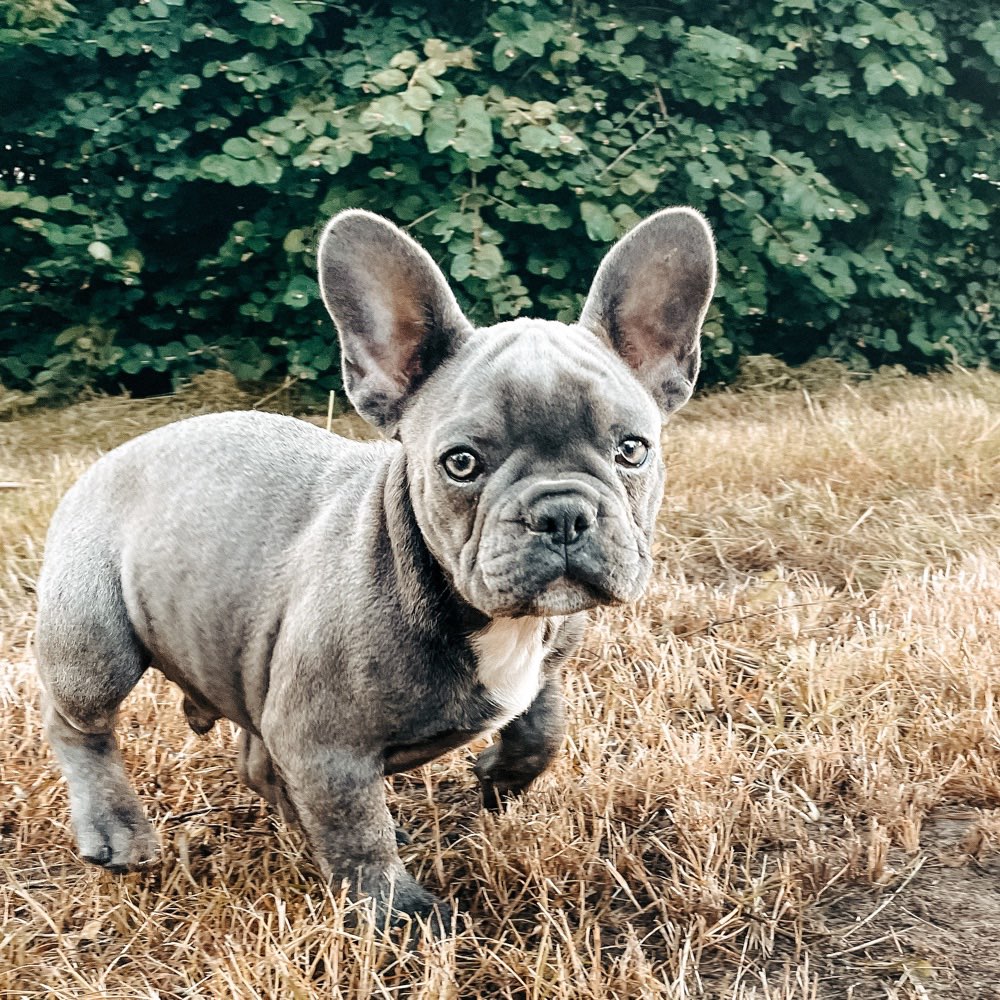 Hundetreffen-Welpentreff zum beschnuppern und spielen.-Profilbild