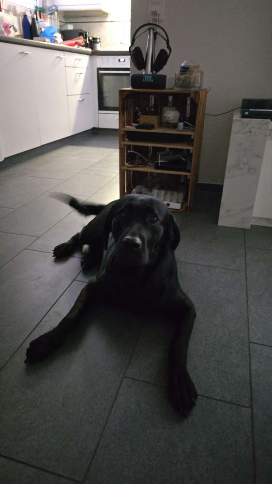 Hundetreffen-Spaziergang hundespass, Luna sucht immer nach spielgefährten, wer lust hat pn :)-Profilbild