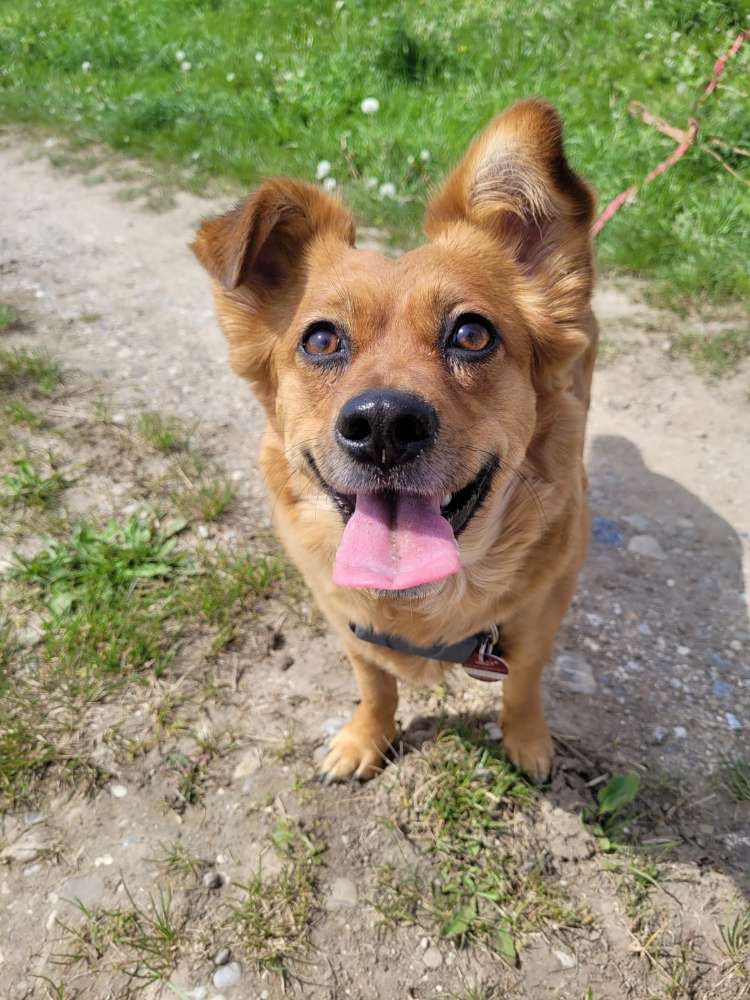 Hundetreffen-Gassi- und  Spielpartner gesucht-Profilbild