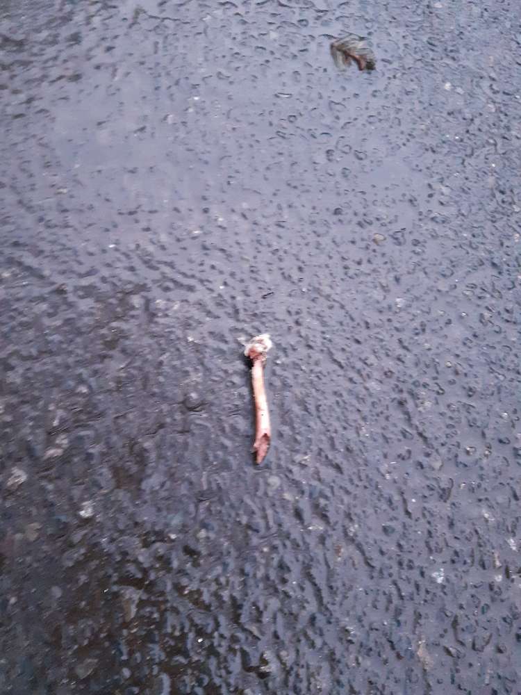 Giftköder-Ausgelegter Knochen-Profilbild