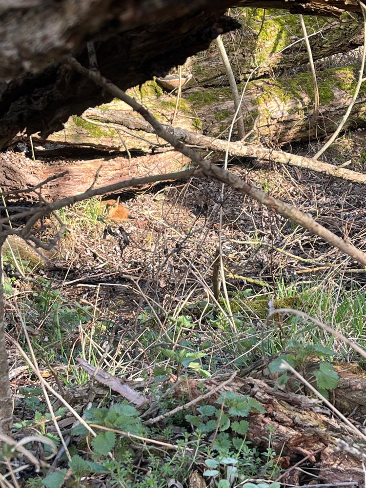 Giftköder-Vermutlich toter Fuchs-Profilbild