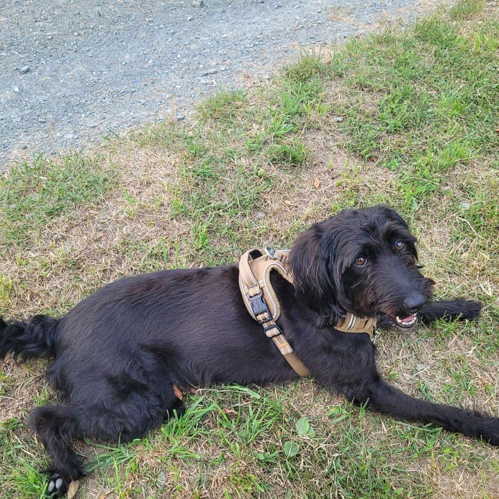 Hundetreffen-Spieltreff und Gassitreff-Profilbild