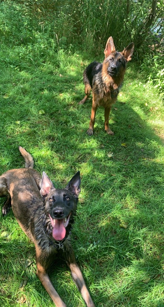 Hundetreffen-Spielen-Profilbild