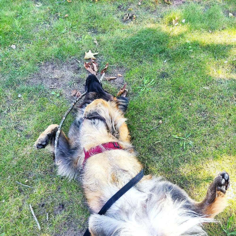 Hundetreffen-Spielen/ Gassi/ Training-Profilbild