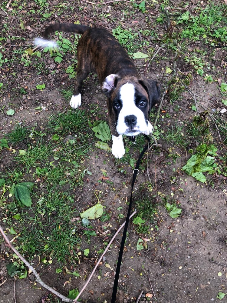 Hundetreffen-Welpentreffen am Rebstockpark-Profilbild
