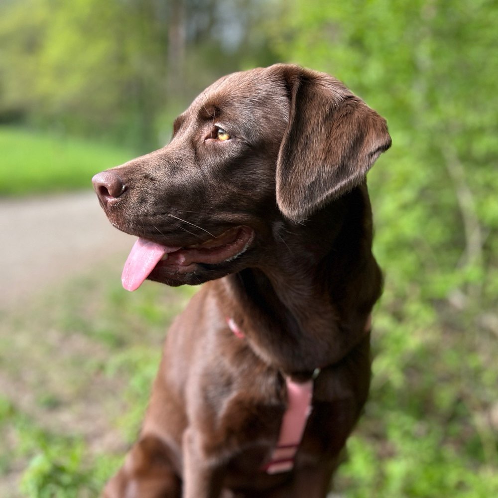 Hundetreffen-Gassi/Trainingspartner gesucht :)-Profilbild