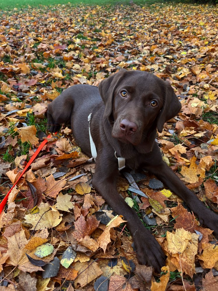 Hundetreffen-Gassi/Trainingspartner gesucht :)-Profilbild