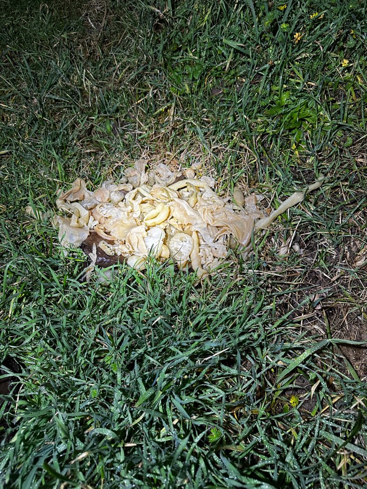 Giftköder-Essensreste-Profilbild