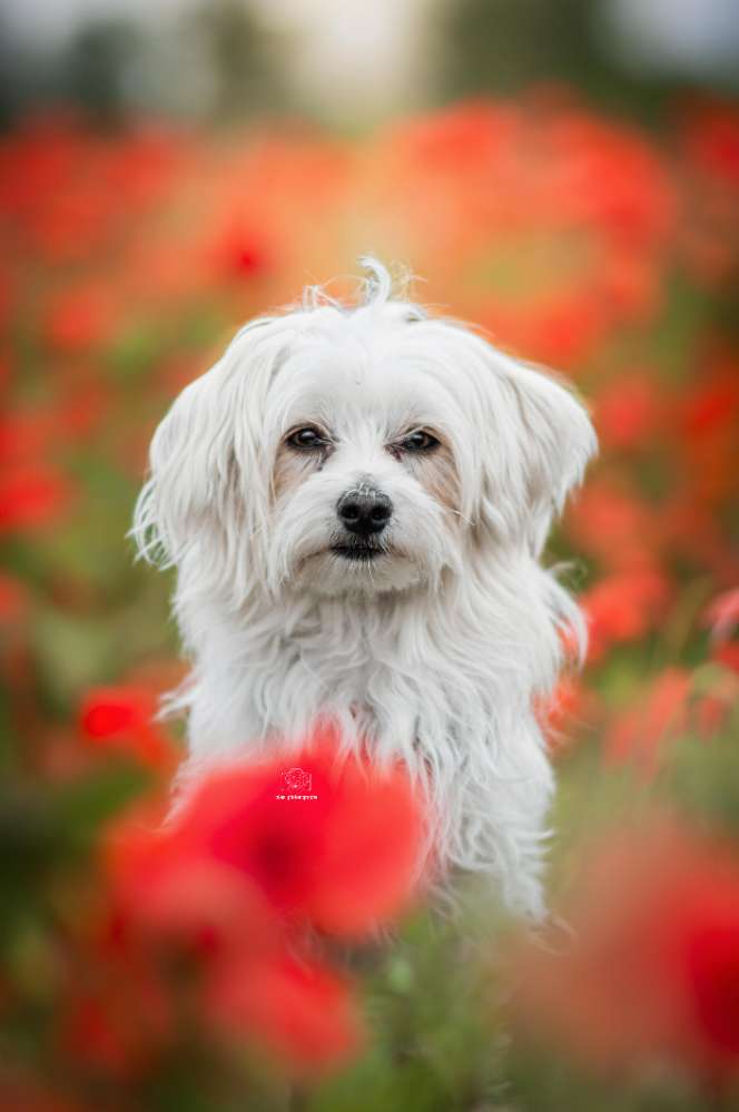 Hundetreffen-🐾Tier-Fotoshootings im Raum Berlin auf Spendenbasis🐾-Profilbild