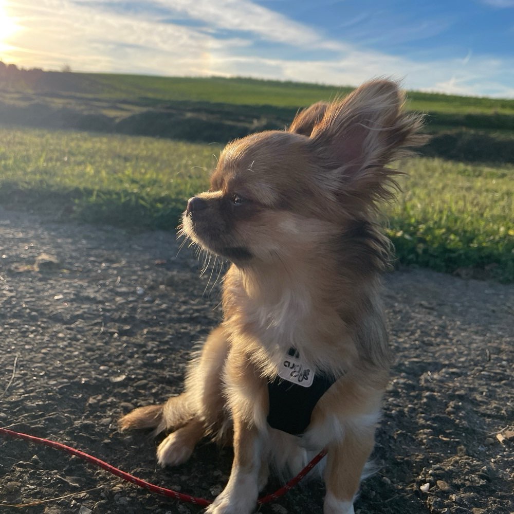 Hundetreffen-Neue Hundefreunde-Profilbild