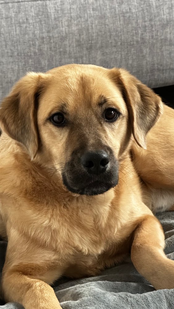 Hundetreffen-Suche/biete Trainings- und Spielpartner 🔎-Profilbild