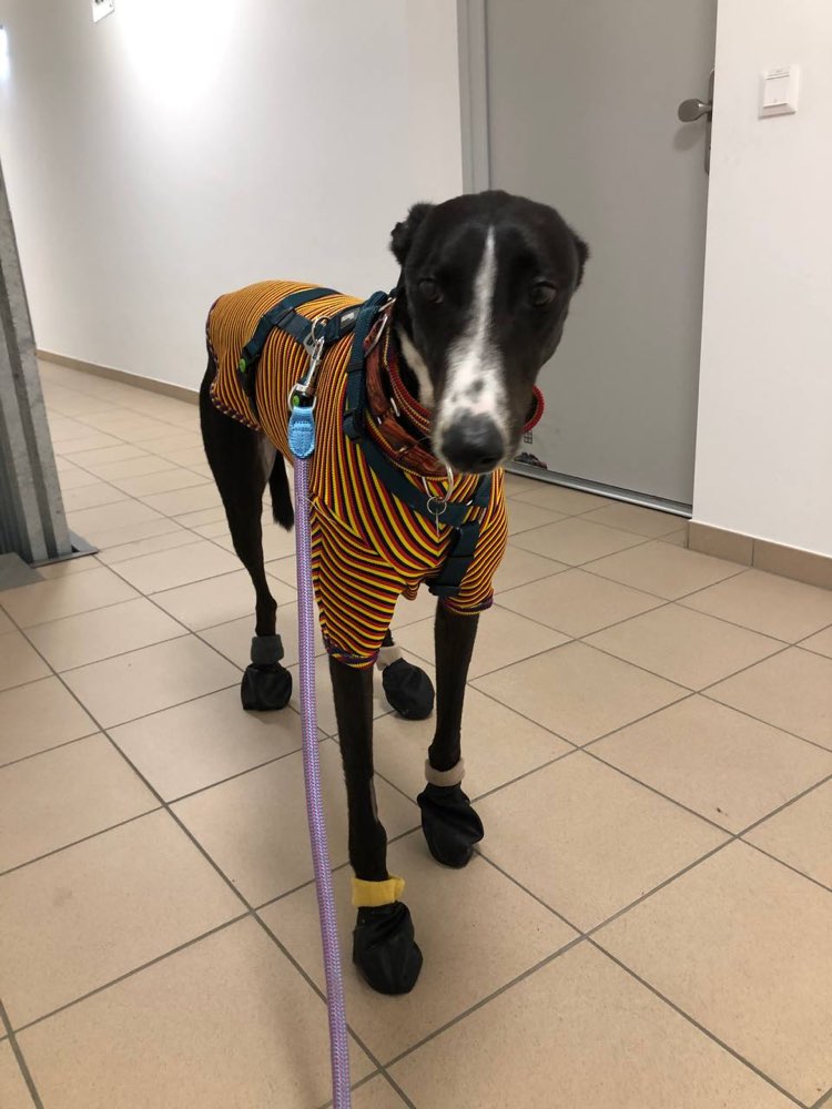 Hundetreffen-Hallo suchen mobilen Hundebuddy für Winnie (Greyhound)-Profilbild