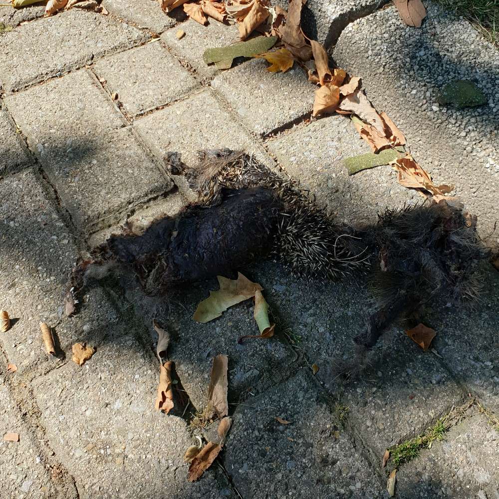 Giftköder-Vermutlich toter Igel-Profilbild