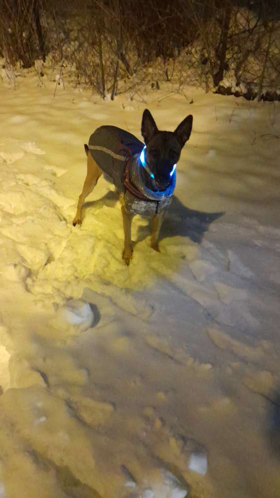 Hundetreffen-Bounty hätte gern spiel Partner-Profilbild